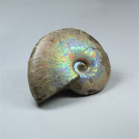 iridescent ammonite fossil